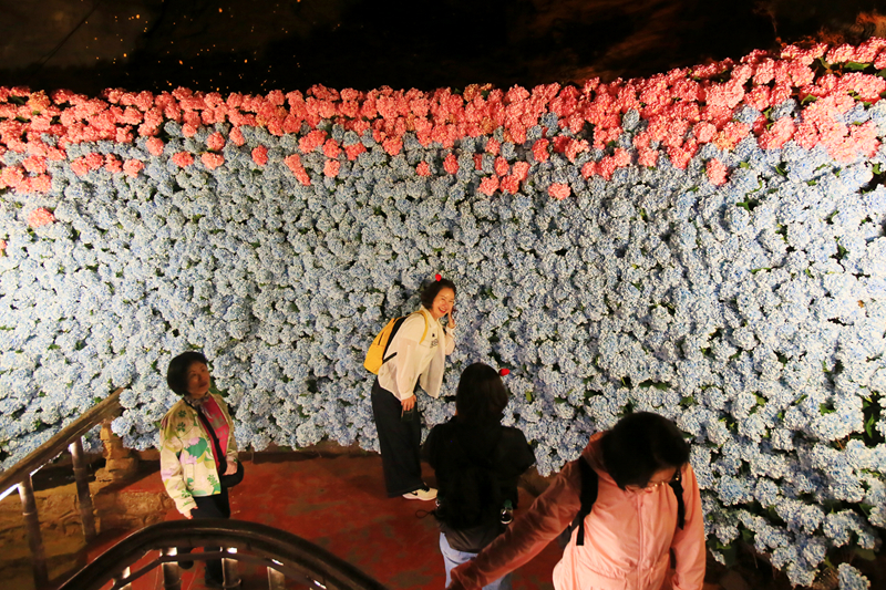 五萬(wàn)余朵繡球花織就夢(mèng)幻花廊，黃龍洞一路生花迎“五一”